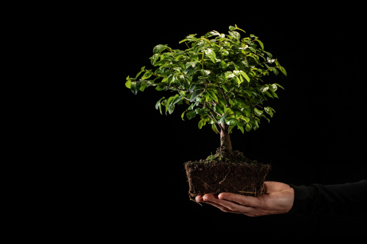bonsai, lca, life cycle assesment, consequential, attributional